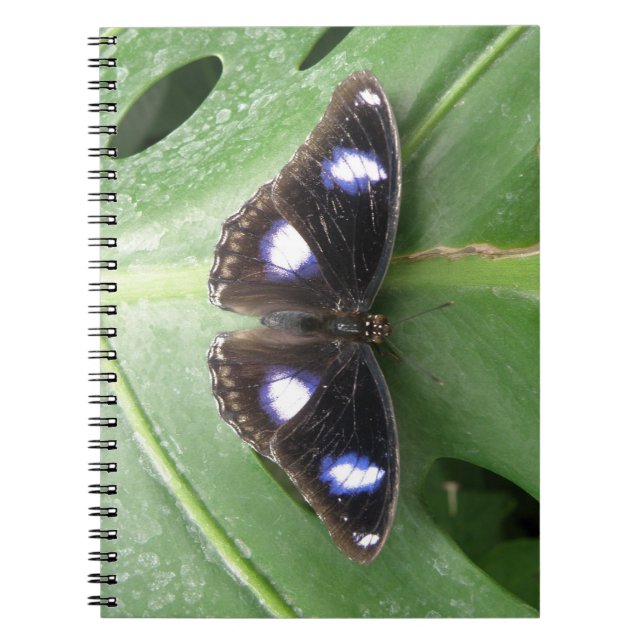 Caderno Espiral Belo notebook com borboleta azul (Frente)