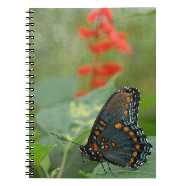 Caderno Espiral Belo notebook da borboleta (Frente)