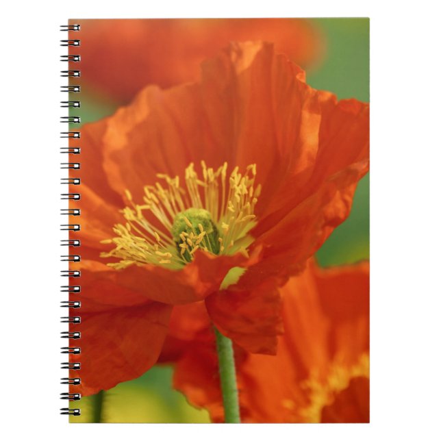 Caderno Espiral Belo papa vermelho (Frente)