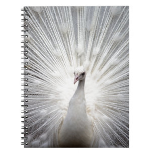 Caderno Espiral Belo pavão branco