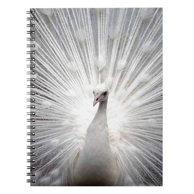 Caderno Espiral Belo pavão branco (Frente)