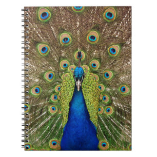 Caderno Espiral Belo pavão e penas de cauda impressão