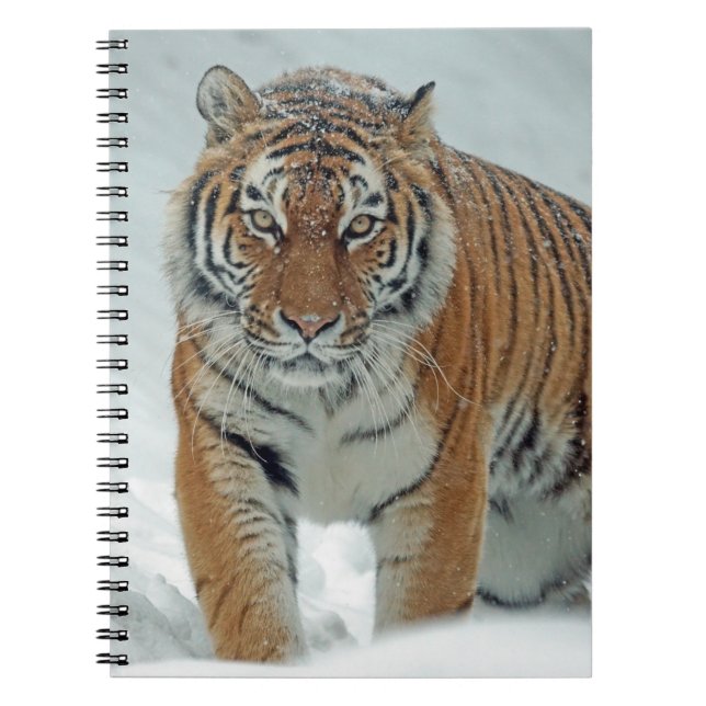 Caderno Espiral Belo Tigre em Neve (Frente)