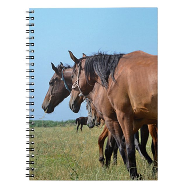 Caderno Espiral Belos Cavalos de Baía (Frente)
