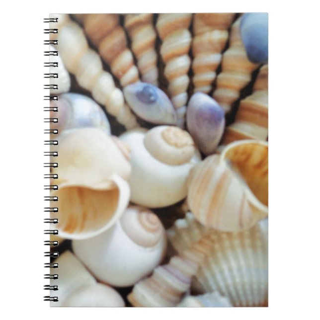 Caderno Espiral Belos conchas, Verão, praia, conchas (Frente)