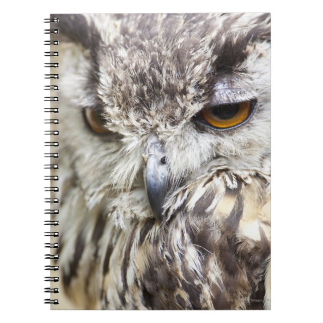 Caderno Espiral Bengal Eagle Owl (Frente)
