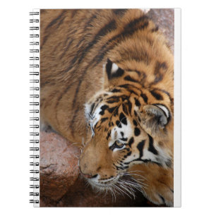 Caderno Espiral Bengal Tiger
