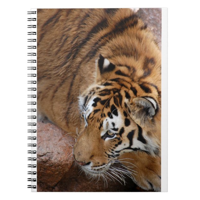 Caderno Espiral Bengal Tiger (Frente)
