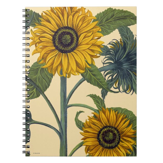 Caderno Espiral Besler: Girassol (Frente)