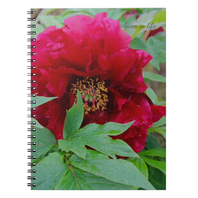 Caderno Espiral Big Bashful Burgundy (Frente)