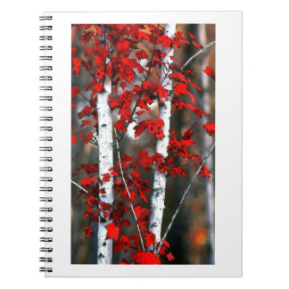 Caderno Espiral Birch#2-Notebook