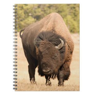 Caderno Espiral Bisonte