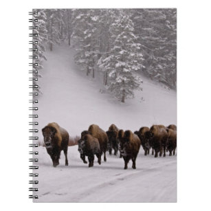 Caderno Espiral Bisonte no inverno