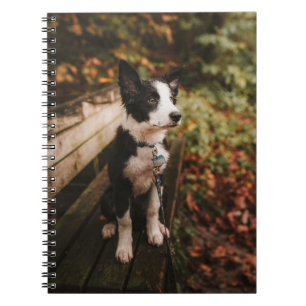 Caderno Espiral Black and White Border Collie on Park Bench