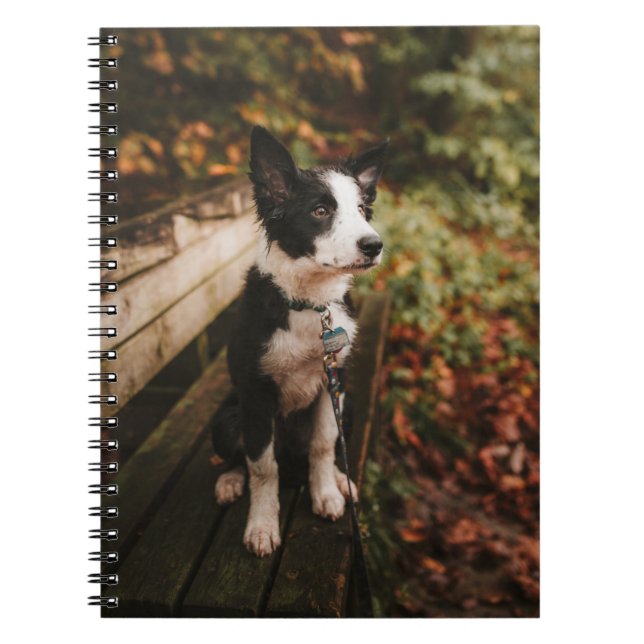 Caderno Espiral Black and White Border Collie on Park Bench (Frente)