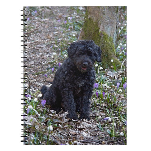 Caderno Espiral Black English Springer Spaniel (Frente)
