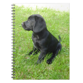 Caderno Espiral Black Labrador Retriever Em Grama