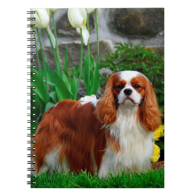 Caderno Espiral Blenheim Cavalier King Charles Spaniel Dog (Frente)