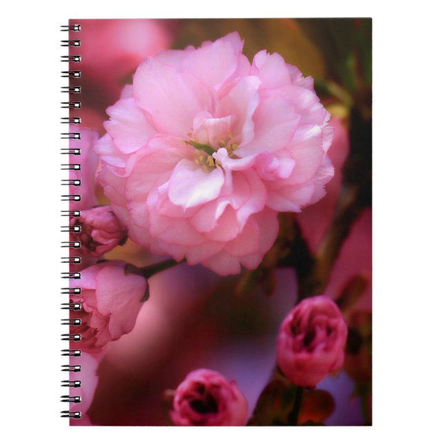 Caderno Espiral Blossomas de Cereja Rosa-Primavera adoráveis (Frente)
