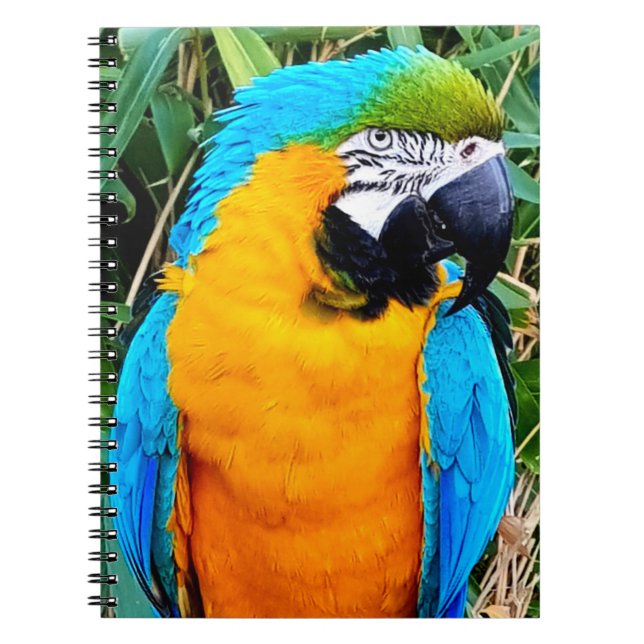 Caderno Espiral Blue and Yellow Macaw Parrot (Frente)
