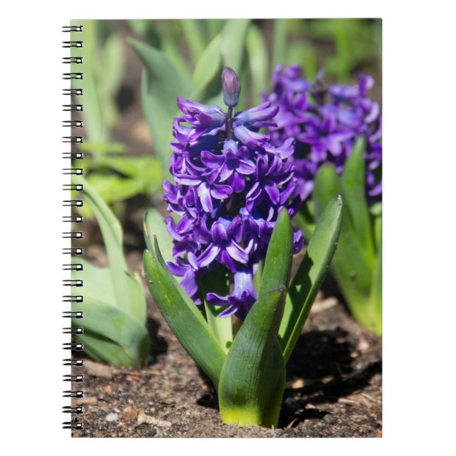 Caderno Espiral Blue Geocinth em primavera (Frente)