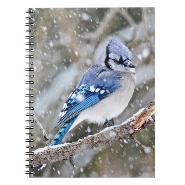 Caderno Espiral Blue Jay em uma tempestade de neve (Frente)