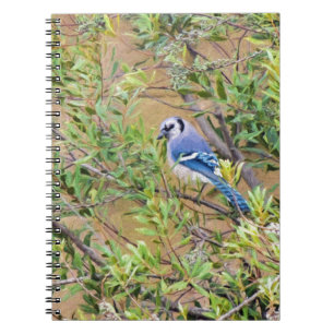 Caderno Espiral Blue Jay sobre Myrtle da Cera do Sul