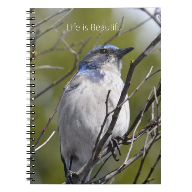 Caderno Espiral Bluebird in Tree (my photography) (Frente)