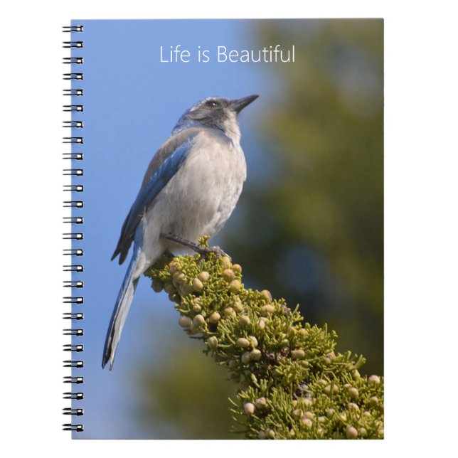 Caderno Espiral Bluebird Tree Branch (my photography) (Frente)