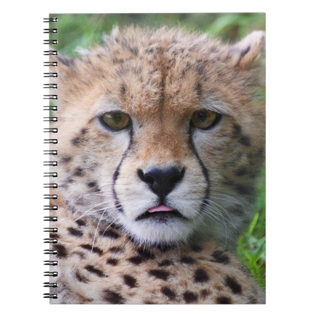 Caderno Espiral Bobo Cheetah Cub (Frente)