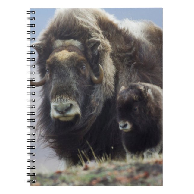 Caderno Espiral Boi Almiscarado com Bezerro (Frente)