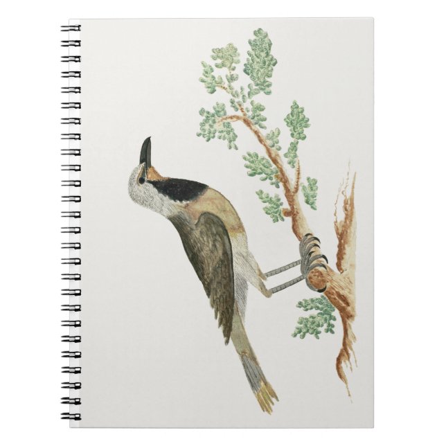 Caderno Espiral Bokmakierie | Animação de aves (Frente)