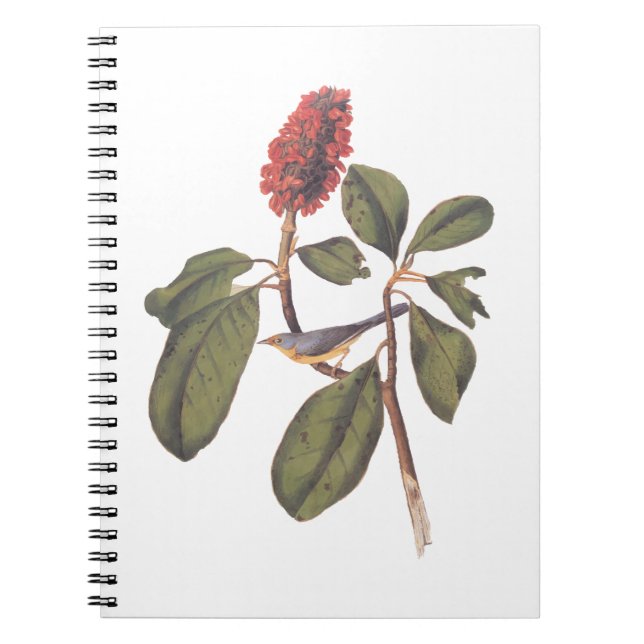 Caderno Espiral Bonaparte Flycatcher Canada Warbler Audubon Bird (Frente)