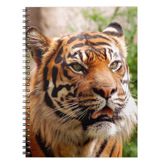 Caderno Espiral Bonita face de tigre (Frente)