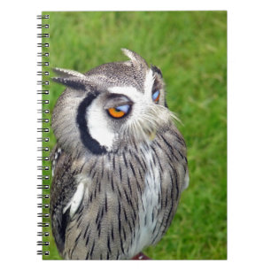 Caderno Espiral Bonitinha Gorda