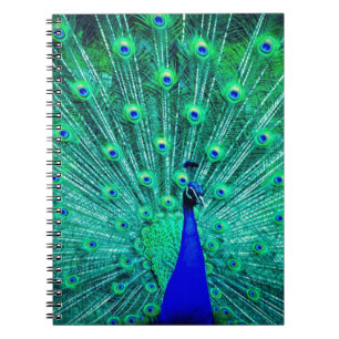 Caderno Espiral Bonito BlueTeal Peacock Padrão moderno de tendênci