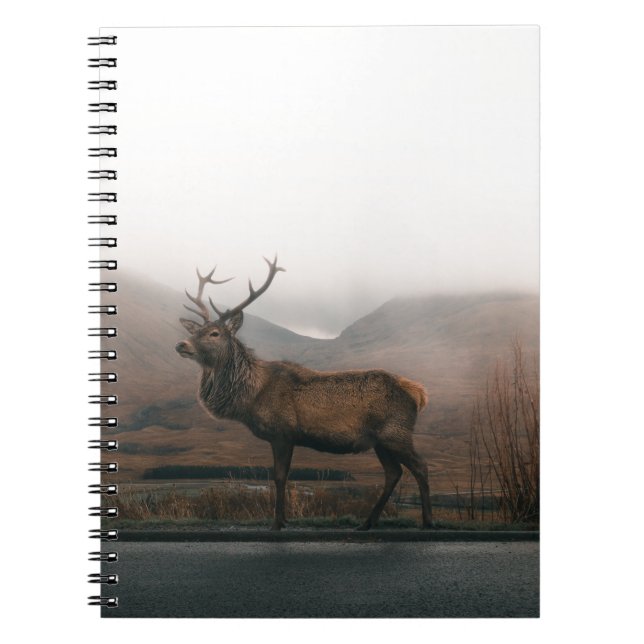 CADERNO ESPIRAL BONITO REINDOR (Frente)