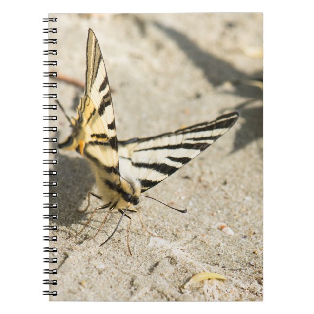 Caderno Espiral Borboleta (Frente)
