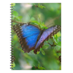 Caderno Espiral Borboleta Azul 