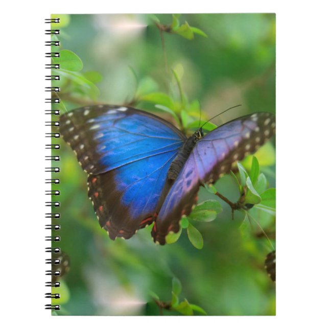 Caderno Espiral Borboleta Azul (Frente)