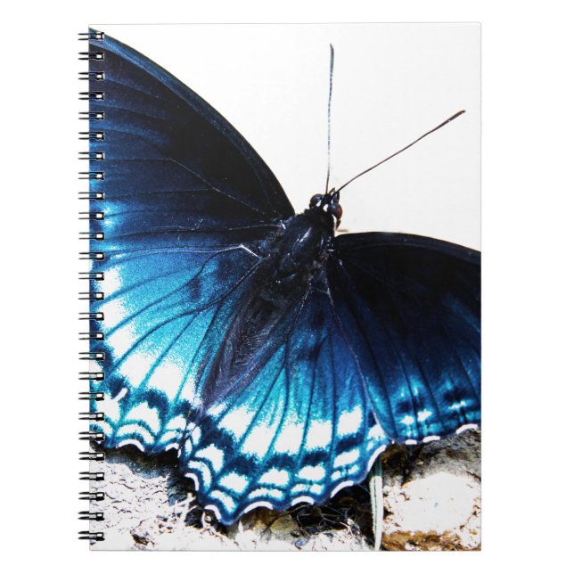 Caderno Espiral Borboleta azul bonita (Frente)