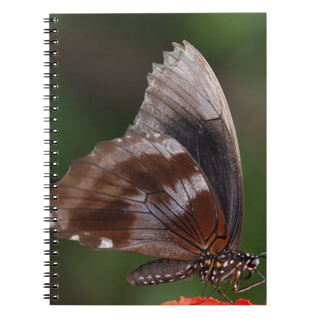 Caderno Espiral Borboleta branca e marrom na flor vermelha (Frente)