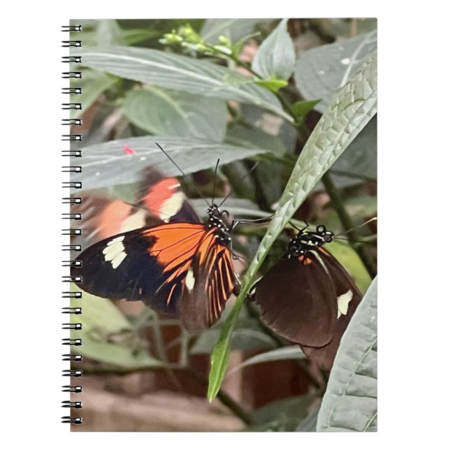 Caderno Espiral Borboleta colorida (Frente)