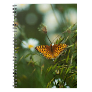 Caderno Espiral Borboleta-frita-do-Pacífico