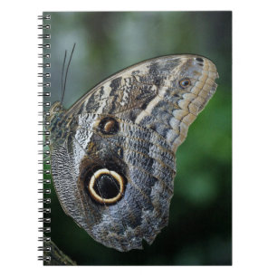 Caderno Espiral Borboleta Incrível de Caligo Eurilochus