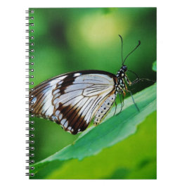 Caderno Espiral Borboleta Marrom Escuro e Cinza