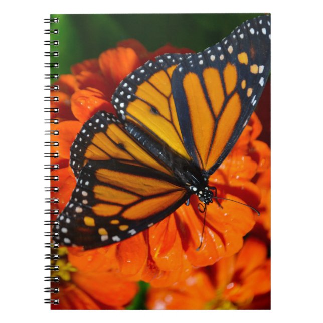 Caderno Espiral Borboleta Monarca (Frente)