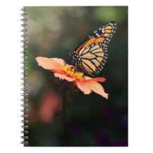 Borboleta Monarca em Verbena & Dahlia