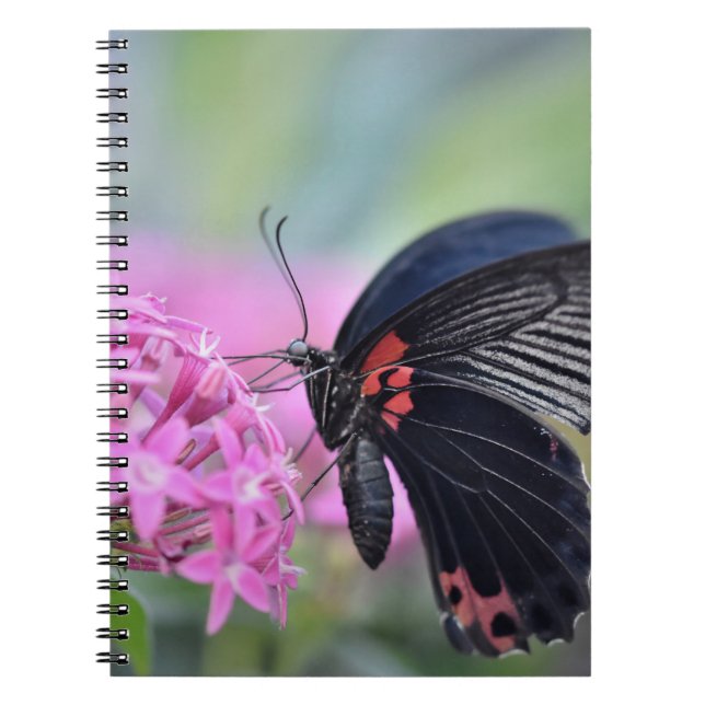 Caderno Espiral Borboleta na flor (Frente)