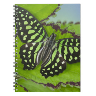 Caderno Espiral Borboleta no Verde
